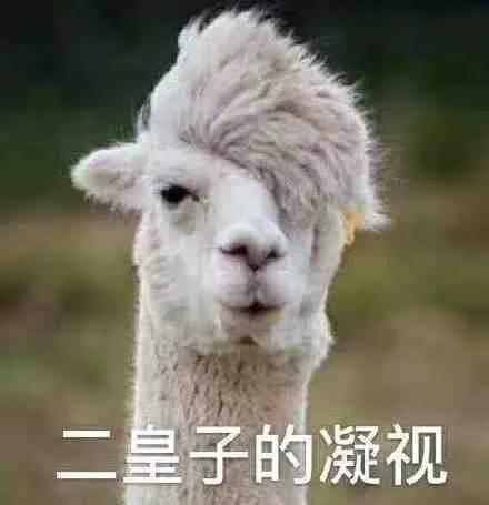 羊驼头像情侣鹦鹉兄弟