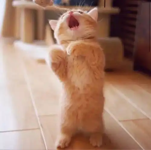  萌系头像希望我是你眼里最好的宝贝