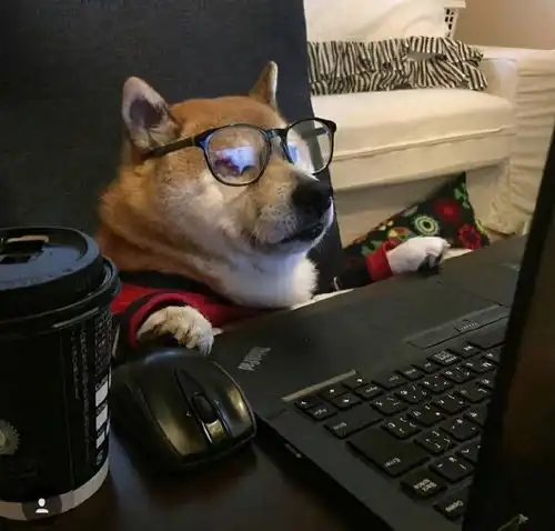  狗狗懒到极致是种什么体验懒得像条虫一样躺着,吃喝全靠主人喂