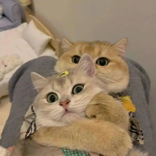 最近火的猫咪情侣头像情