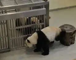  赠台大熊猫圆圆发情与团团圆房好事将近
