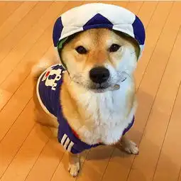  养柴犬和哈士奇的区别,10000人次都在围观