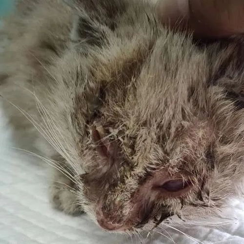  为了让自己被收养,这只小猫竟然开始拦路碰瓷,奶凶