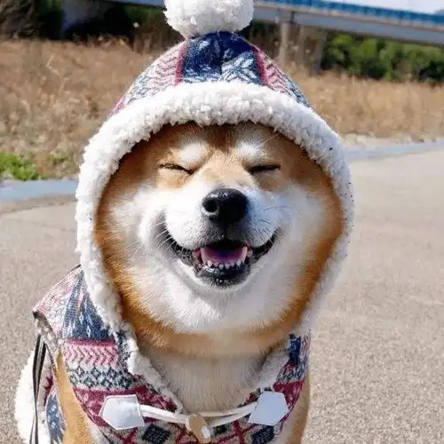 哈士奇和柴犬情侣头像汪