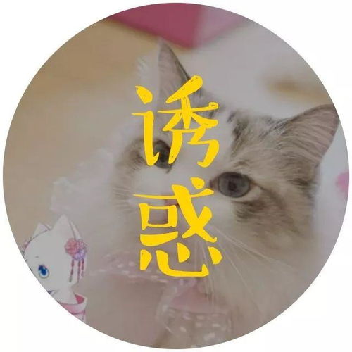  这个情人节,我被一群猫撩了