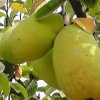 硕果累累头像微信头像图片大全 硕果累累头像微信头像图片大全