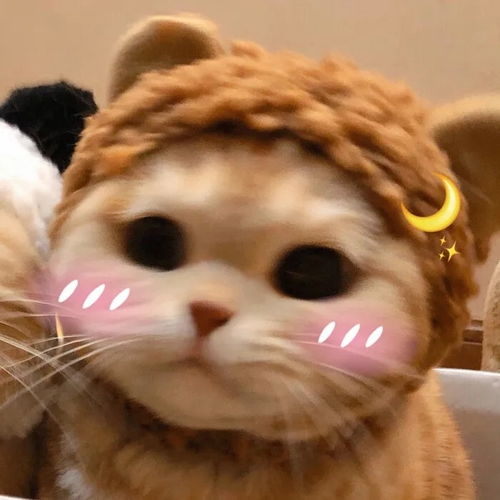 最近火的猫咪情侣头像雄