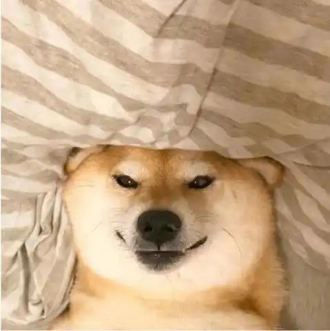  搞怪可爱是我情侣头像第一张很可爱,最后一张二哈让我笑不停