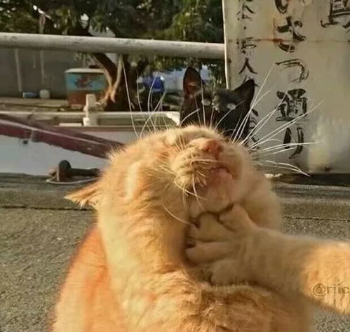  小象立体感条纹小心机原来如此...