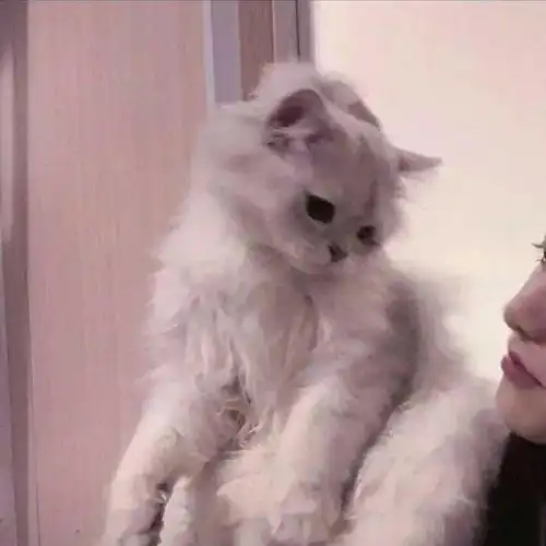  情侣头像丨超好看情侣头像大全