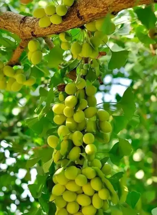 分享图片果实累累图 分享图片果实累累图