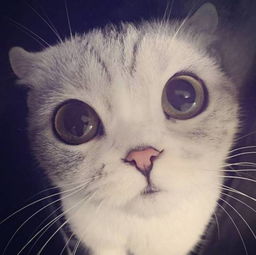  一只在ins圈粉35万的小猫猫,拥有世上最大的眼睛,让人忍不住揉腻他