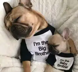  萌图斗牛犬怕水洗澡时一条腿不肯入水,小宝宝看后这么做