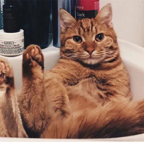  分享一组猫咪狗狗的可爱情头