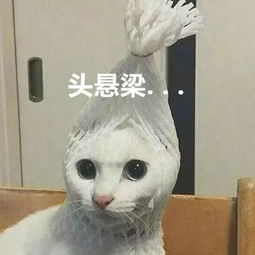 羊驼头像情侣欧弟