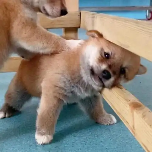 情侣头像不是水印养犬