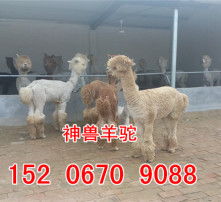  黄页88高清图片