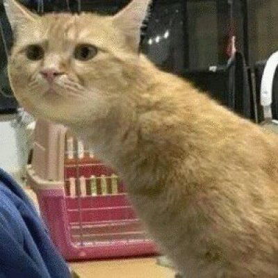  猫咪情头一对两张可爱打架2020猫咪情侣头像一左一右高清