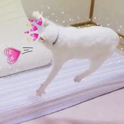  猫咪情侣头像安排,收好不谢