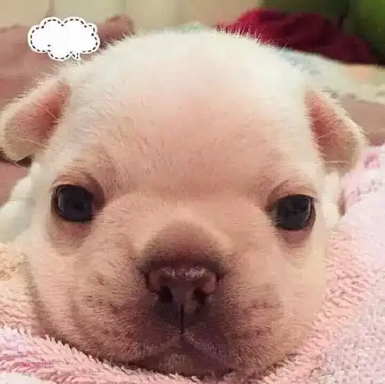  七夕情人节最好的礼物,女朋友缺一只这样的法国斗牛犬
