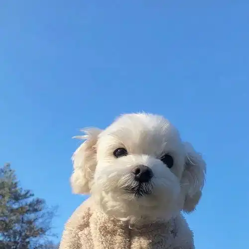  和狗狗一起来个春日旅行