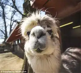 这对环游世界的情侣,不拍情侣照竟拍这些蠢萌的动物 这对环游世界的情侣,不拍情侣照竟拍这些蠢萌的动物