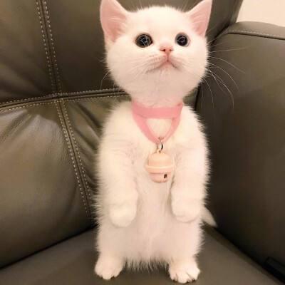  猫咪狗狗到底要不要喝羊奶粉