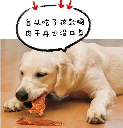  再次提醒狗狗驱虫讲究多,这些禁忌绝不能犯