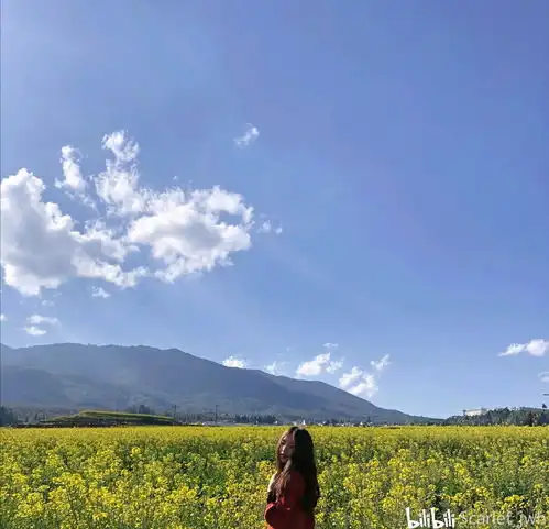  春日的油菜花地