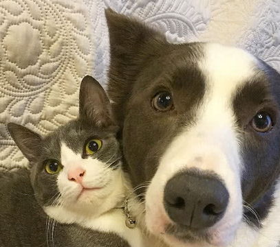  狗记千猫记万,但你知道这是啥意思吗这是我听过最靠谱的回答