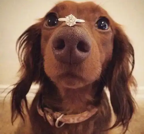  陪伴是最长情的告白,你愿与我共度余生吗