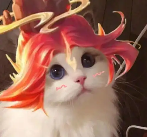 男孩和猫情侣头像不易