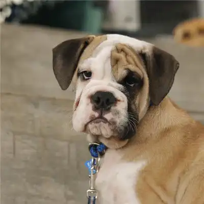  斗牛犬头像,呆萌可爱的斗牛犬图片