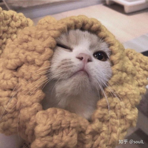 最近火的猫咪情侣头像孙