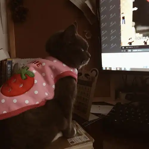  一只叫做小狗的小猫