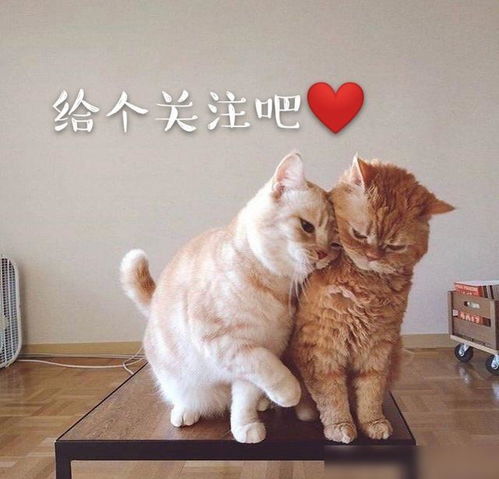  情人节表白文案朋友圈这么发,绝对甜到爆炸,喂狗粮喂到饱