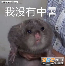  竹鼠表情包我没有中暑我没有抑郁竹鼠照片表情包下载乐游网游戏下载