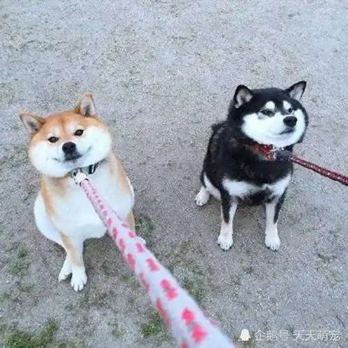哈士奇和柴犬情侣头像论