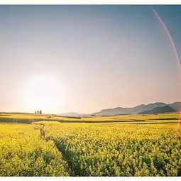  2020罗平油菜花景区门票,罗平罗平油菜花景区游玩攻略,罗平油菜花景区游览攻略路线地址门票价格