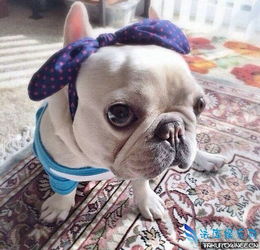  法国斗牛犬为什么这么贵法斗好养吗