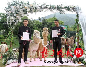  无锡动物园羊驼情侣婚了草坪婚礼等您来见证