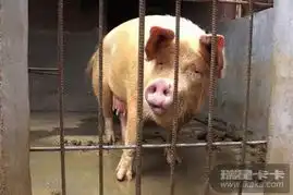  网友评出2009感动中国de10大动物