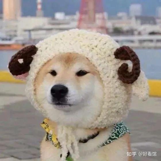  狗子头像可爱又憨憨的狗子头像奶凶奶凶可爱情侣狗子头像