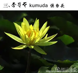  佛教的五种神圣莲花悟西的空间学佛网个人
