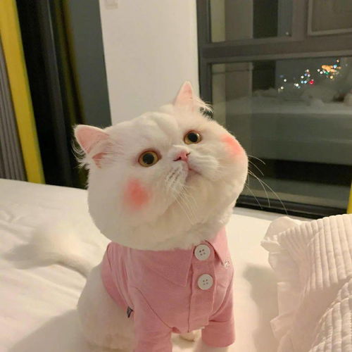 卡通猫捏脸情侣头像虹猫