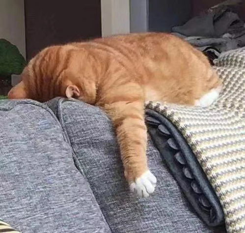  可爱沙雕猫猫狗狗分享