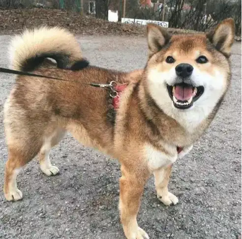  是什么让这种日本田园犬如此的迷人