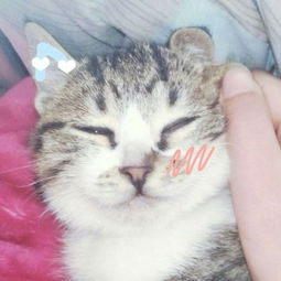  猫咪情侣头像一左一右