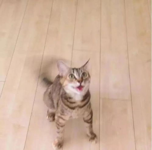  猫狗共养是什么体验狗开始用猫砂盆,猫学会了摇尾巴讨好主人