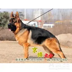  短嘴锤系纯种德国牧羊犬cvs官方耳号赛级品相-黄页88网